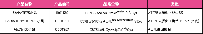 B6-hATP7B*H1069Q小鼠：铜代谢、威尔逊病及基因编辑疗法研究的精准人源化模型