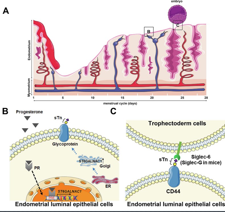 糖基化的新角色：如何在子宫内膜中为胚胎着床铺路？
