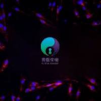 大鼠真皮成纤维细胞