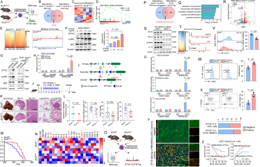Gut（IF=23）ETV5：肝癌免疫逃逸的“幕后推手”