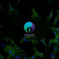 大鼠骨骼肌细胞