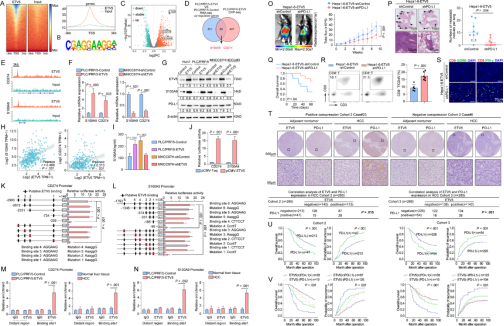 Gut（IF=23）ETV5：肝癌免疫逃逸的“幕后推手”
