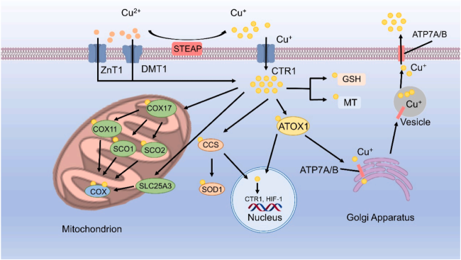 B6-hATP7B*H1069Q小鼠：铜代谢、威尔逊病及基因编辑疗法研究的精准人源化模型