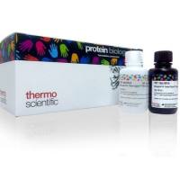 Thermo Scientific™ SuperSignal™ West Femto 超敏