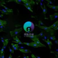 大鼠大隐静脉平滑肌细胞