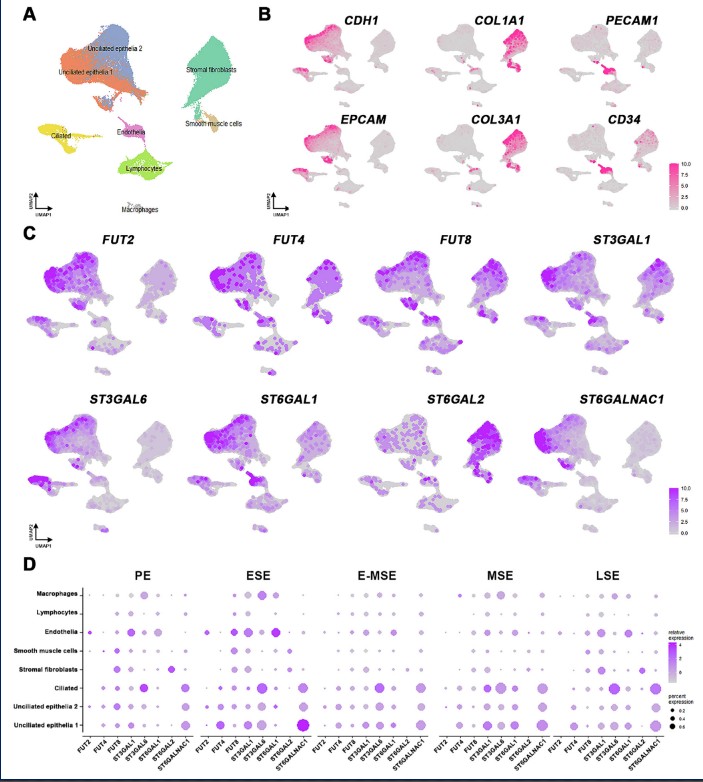 糖基化的新角色：如何在子宫内膜中为胚胎着床铺路？