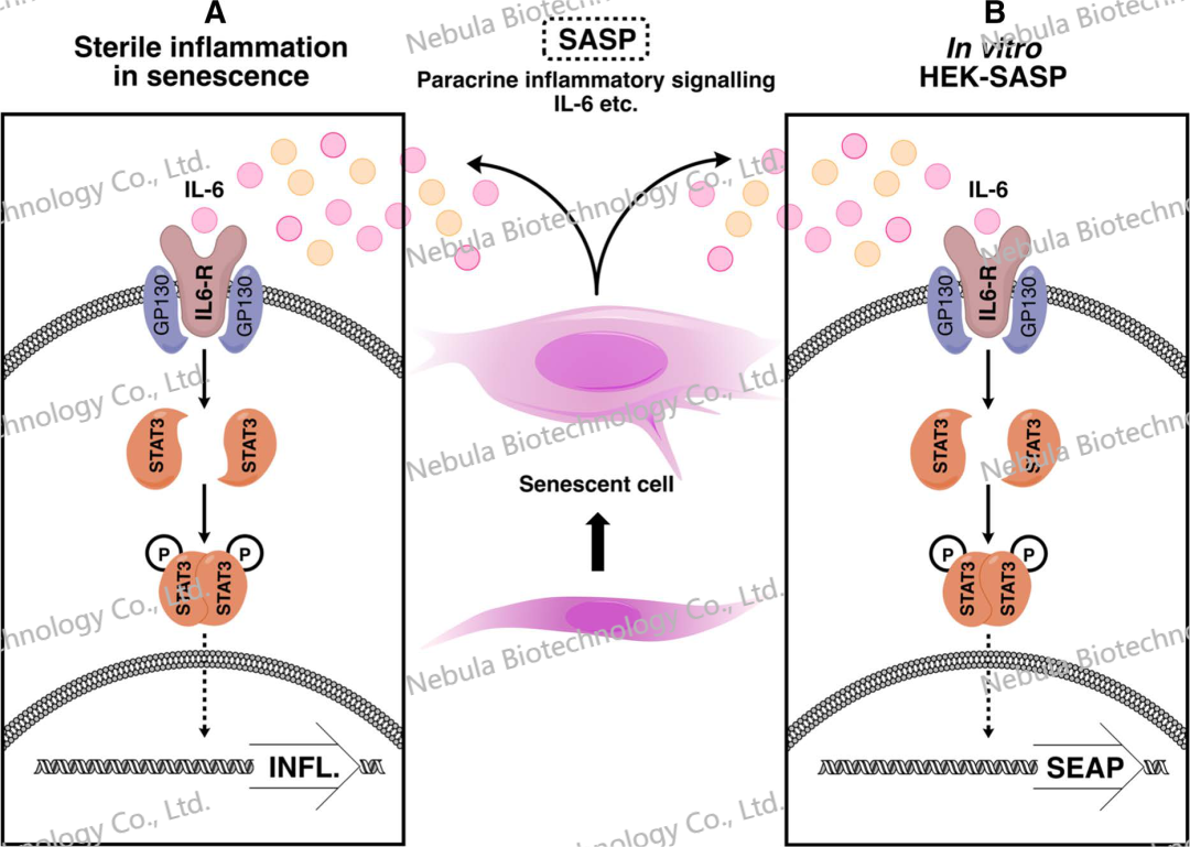 ELISA讲堂3：免疫学相关靶点介绍