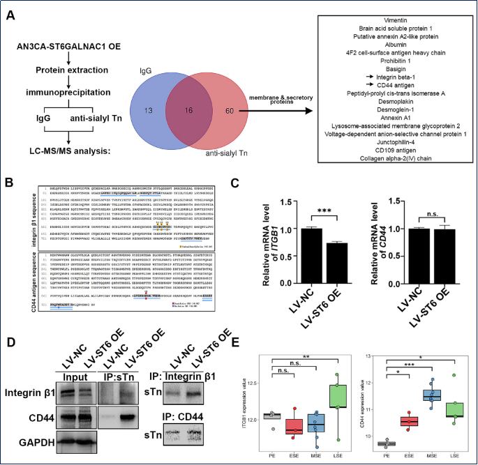 糖基化的新角色：如何在子宫内膜中为胚胎着床铺路？