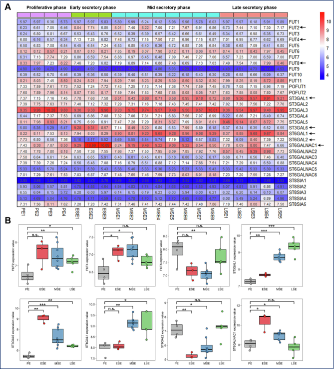 糖基化的新角色：如何在子宫内膜中为胚胎着床铺路？