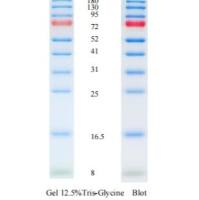 预先获得的蛋白质标记（8-180KDA）
