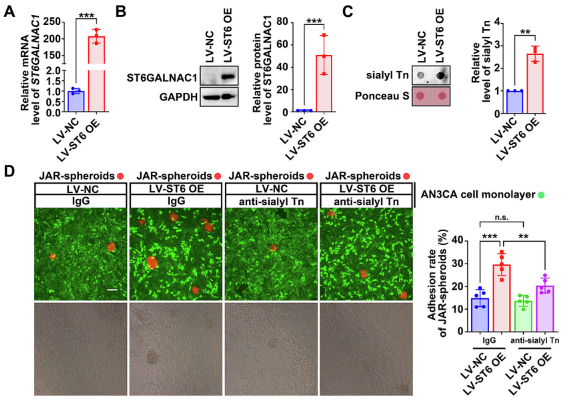 糖基化的新角色：如何在子宫内膜中为胚胎着床铺路？