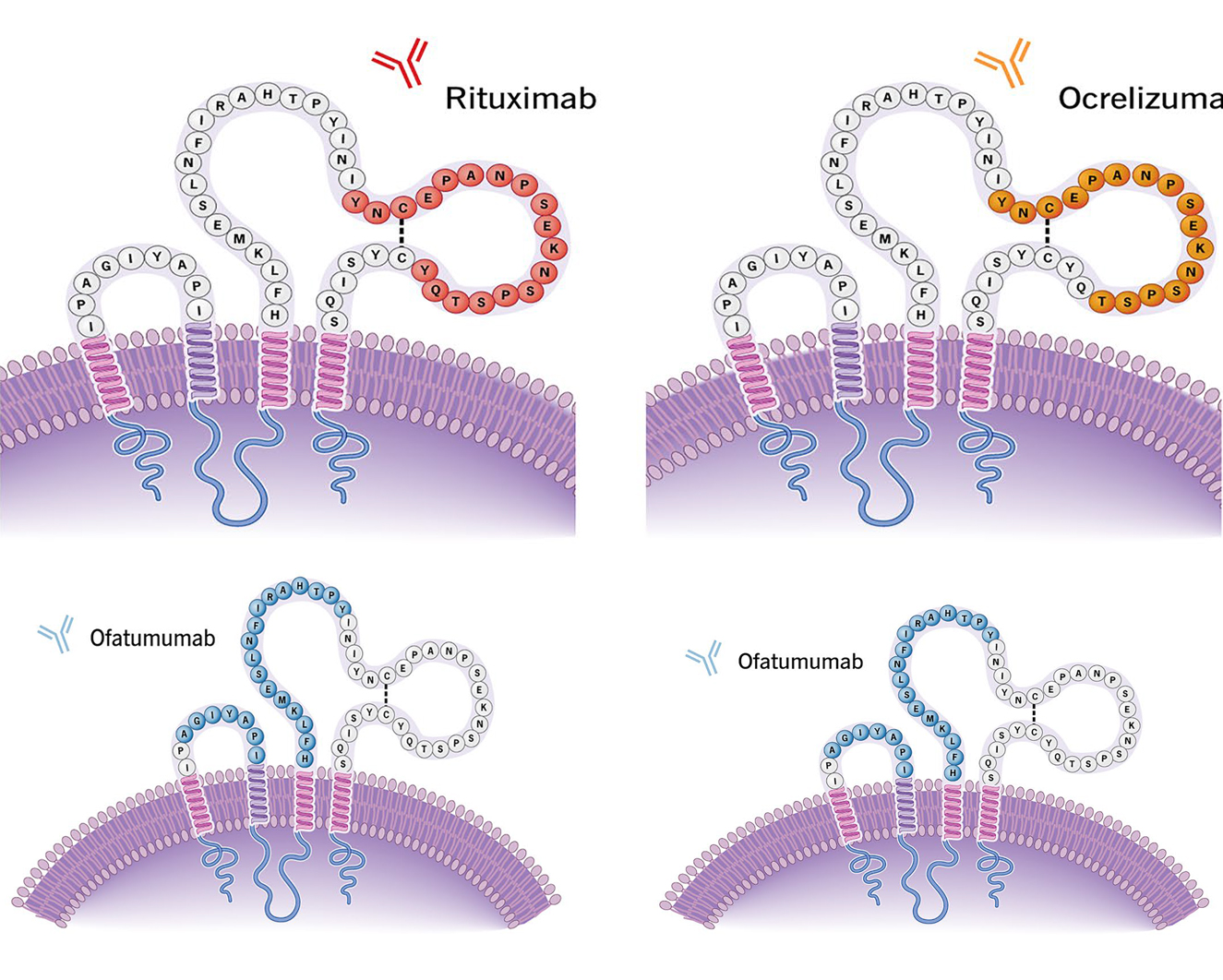 多发性硬化症这类自免疾病在B细胞耗竭领域的研究进展如何呢？