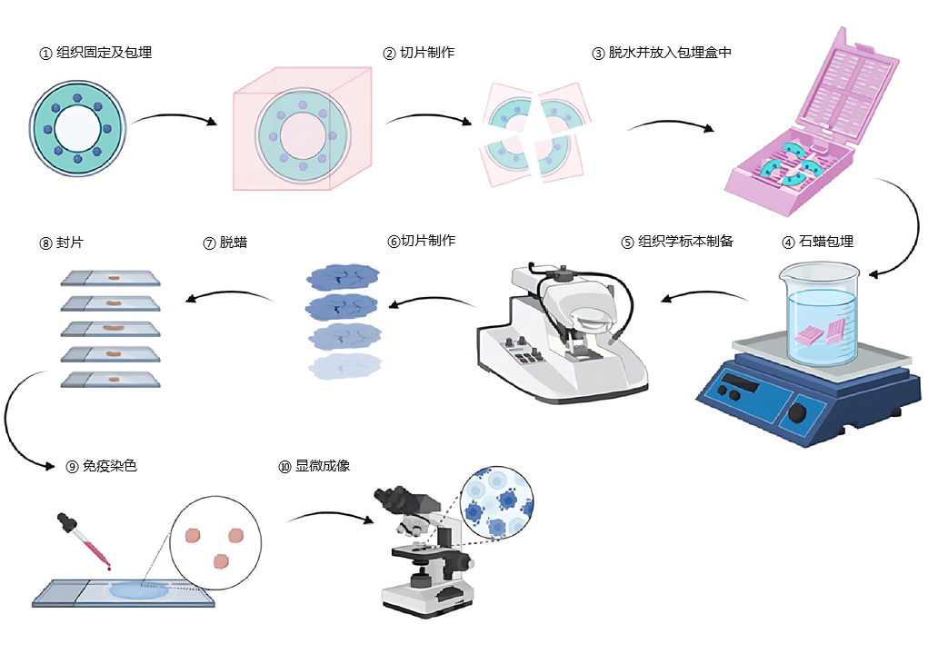 实验小白必看 | 免疫组化IHC实验步骤+常见问题解析