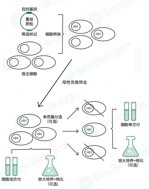 稳转细胞株构建全攻略：从理论到实践的生物制药核心技术解析