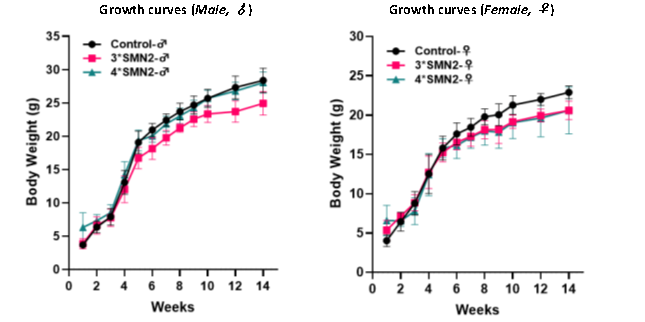 脊髓性肌萎缩症（SMA）全谱系模型：携带不同SMN2拷贝数的人源化小鼠