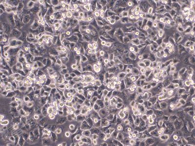 大鼠/小鼠神经元融合细胞;ND7/23