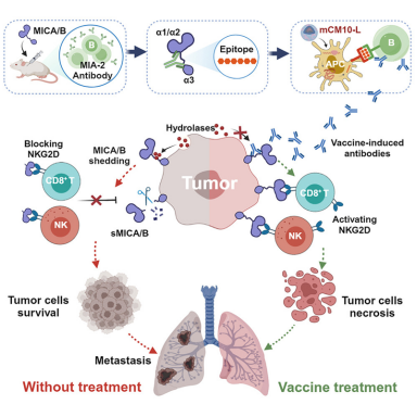 浙大二院团队开发新型mRNA疫苗，有望抑制肿瘤转移