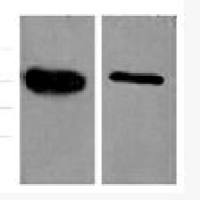 Anti-GFP Tag Mouse Monoclonal Antibody(Mix)