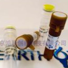 Anti-β-tubulin Mouse Monoclonal Antibody(Mix)内参抗体β-tubulin小鼠源单克隆抗体