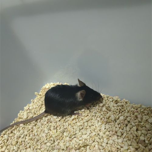 DSS诱导溃疡性结肠炎模型