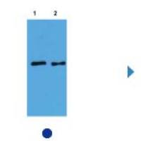 Plant-actin Rabbit Polyclonal Antibody内参抗体植物Actin兔源多克隆抗体