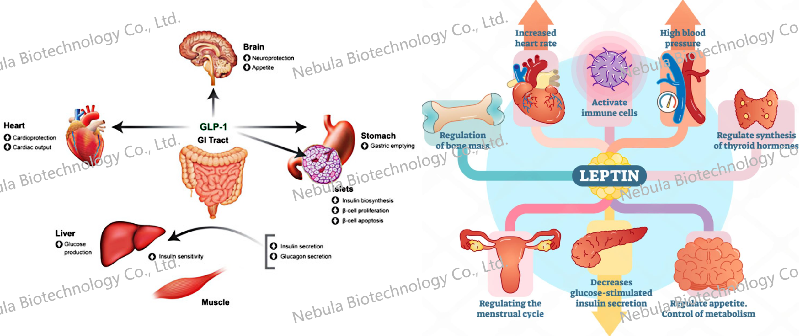 ELISA讲堂4：糖尿病与肥胖相关靶点介绍