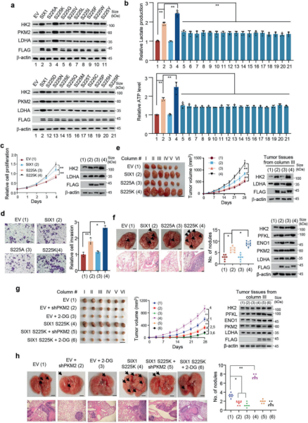 《STTT》（IF=40.8）丨肿瘤生长的“加速器”：SIX1磷酸化如何调控糖酵解和肿瘤行为