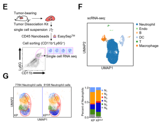 CD74high中性粒细胞激活抗肿瘤免疫并抑制非小细胞肺癌的进展