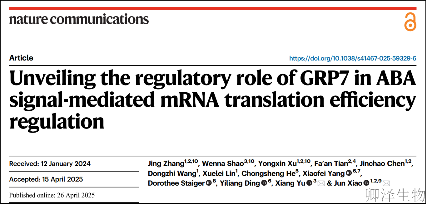 【翻译组学技术文献】 | 植物抗旱新机制：ABA如何按下蛋白质生产的“暂停键”？