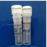 Anti-Lamin B1 Mouse Monoclonal Antibody(5B9) 内参抗体Lamin B1小鼠源单克隆抗体