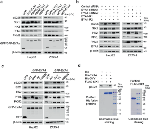 《STTT》（IF=40.8）丨肿瘤生长的“加速器”：SIX1磷酸化如何调控糖酵解和肿瘤行为