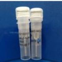 Anti-β-actin Mouse Monoclonal Antibody(4C6)-HRP HRP标记Beta-Actin小鼠源单克隆抗体