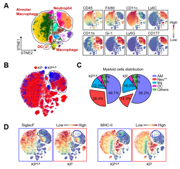 CD74high中性粒细胞激活抗肿瘤免疫并抑制非小细胞肺癌的进展