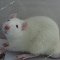 缺血性急性肾衰竭模型