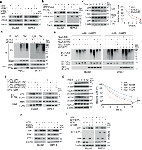 《STTT》（IF=40.8）丨肿瘤生长的“加速器”：SIX1磷酸化如何调控糖酵解和肿瘤行为
