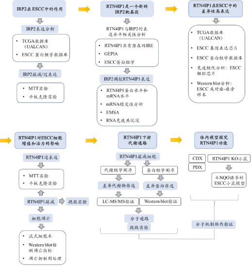 RTN4IP1通过调控氨基酸转运蛋白的表达促进ESCC发生发展
