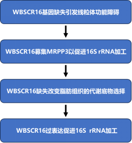 NAR|黄国瑞/宁光团队揭示WBSCR16蛋白调控线粒体核糖体16S rRNA加工并维持脂肪组织糖脂