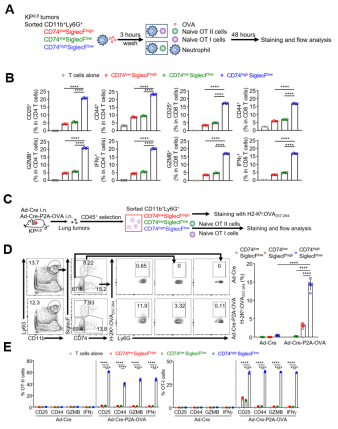 CD74high中性粒细胞激活抗肿瘤免疫并抑制非小细胞肺癌的进展