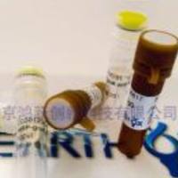 Anti-β-tubulin Monoclonal Antibody 内参抗体抗β-tubulin小鼠源单克隆抗体