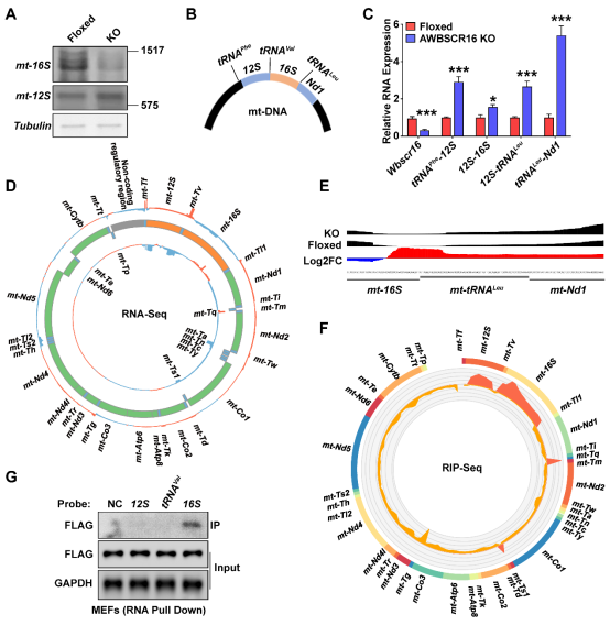 NAR|黄国瑞/宁光团队揭示WBSCR16蛋白调控线粒体核糖体16S rRNA加工并维持脂肪组织糖脂
