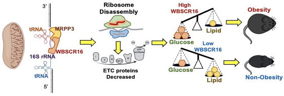 NAR|黄国瑞/宁光团队揭示WBSCR16蛋白调控线粒体核糖体16S rRNA加工并维持脂肪组织糖脂