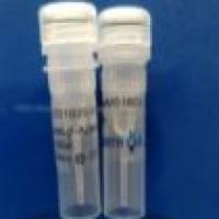 Anti-β-tubulin Mouse Monoclonal Antibody(G6) 内参抗体β-tubulin小鼠源单克隆抗体