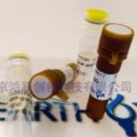 Anti-α-tubulin Monoclonal ntibody 内参抗体抗α-tubulin小鼠源单克隆抗体