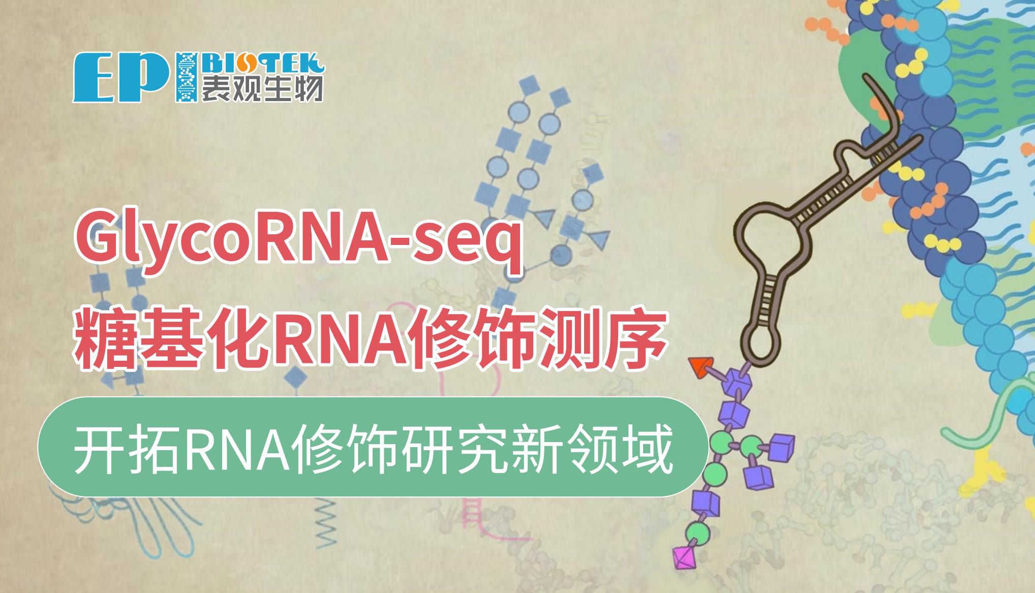 Nat Cell Biol | 外泌体 RNA 的糖基化修饰