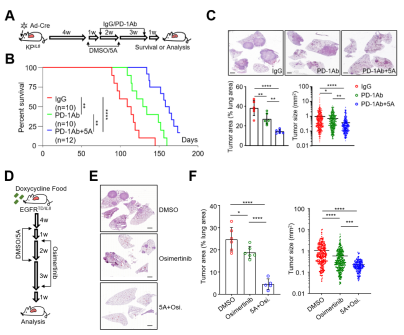 CD74high中性粒细胞激活抗肿瘤免疫并抑制非小细胞肺癌的进展