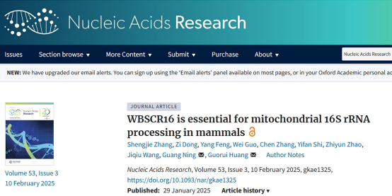 NAR|黄国瑞/宁光团队揭示WBSCR16蛋白调控线粒体核糖体16S rRNA加工并维持脂肪组织糖脂