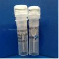 Anti-Plant actin Mouse Monoclonal Antibody(Mix)内参抗体Plant actin小鼠源单克隆抗体