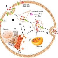 外泌体包裹染料木素  Exosomes@DF