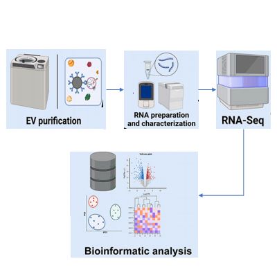 外泌体全转录组测序分析服务