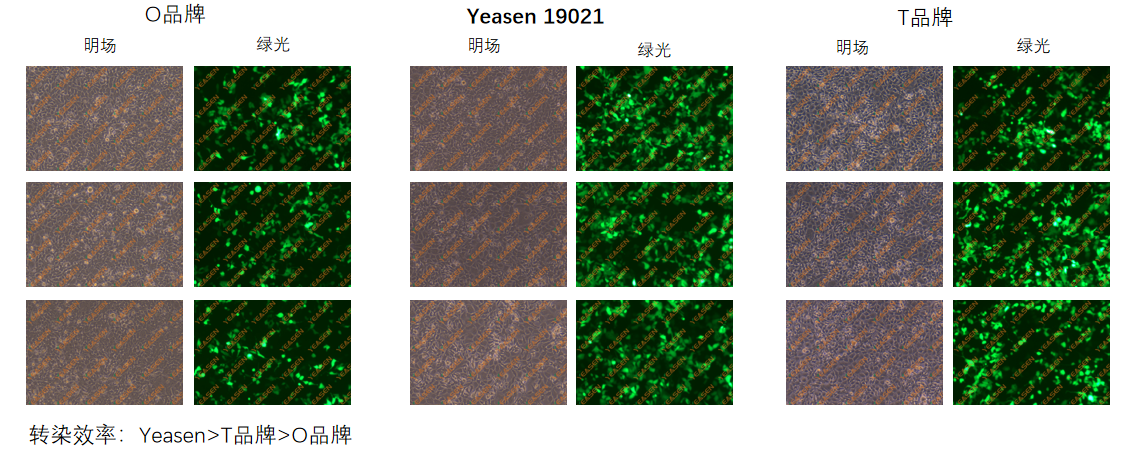 精品推荐 | 仅需30min！无内毒素质粒提取试剂焕新登场，更快更便捷~